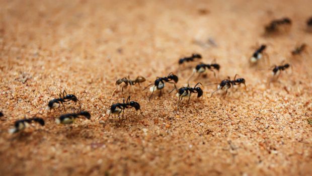 disinfestazione formiche treviso