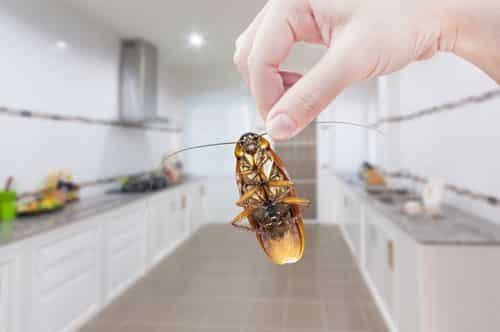 Disinfestazione scarafaggi: come funziona? Quanto costa?