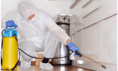 Chemical Pest Control - Servizio di Monitoraggio e Disinfestazione